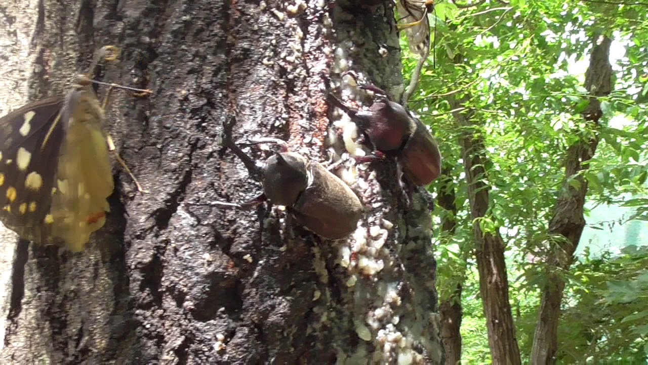 Beetle and Sasakia Charonda