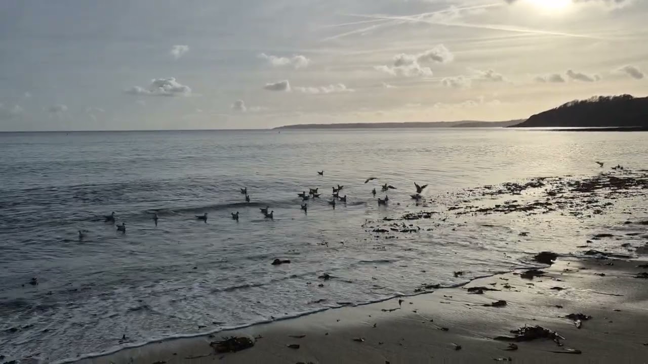 Gyllyngvase Beach in Falmouth