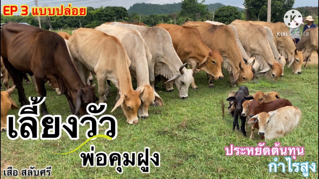 เลี้ยงวัวแบบ พ่อคุมฝูง แบบปล่อย ออกลูกปีละตัว ประหยัดต้นทุนสร้างรายได้อย่างงาม #เลี้ยงวัวพ่อคุมฝูง