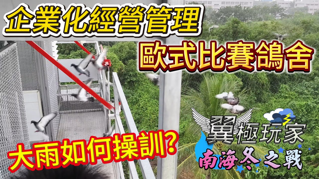 南海賽鴿冬之戰：企業化經營管理～岡山龍哥備戰紀實&歐式比賽鴿舍！ #星塵鴿舍 #鴿子 #強豪 #養鴿 #pigeon