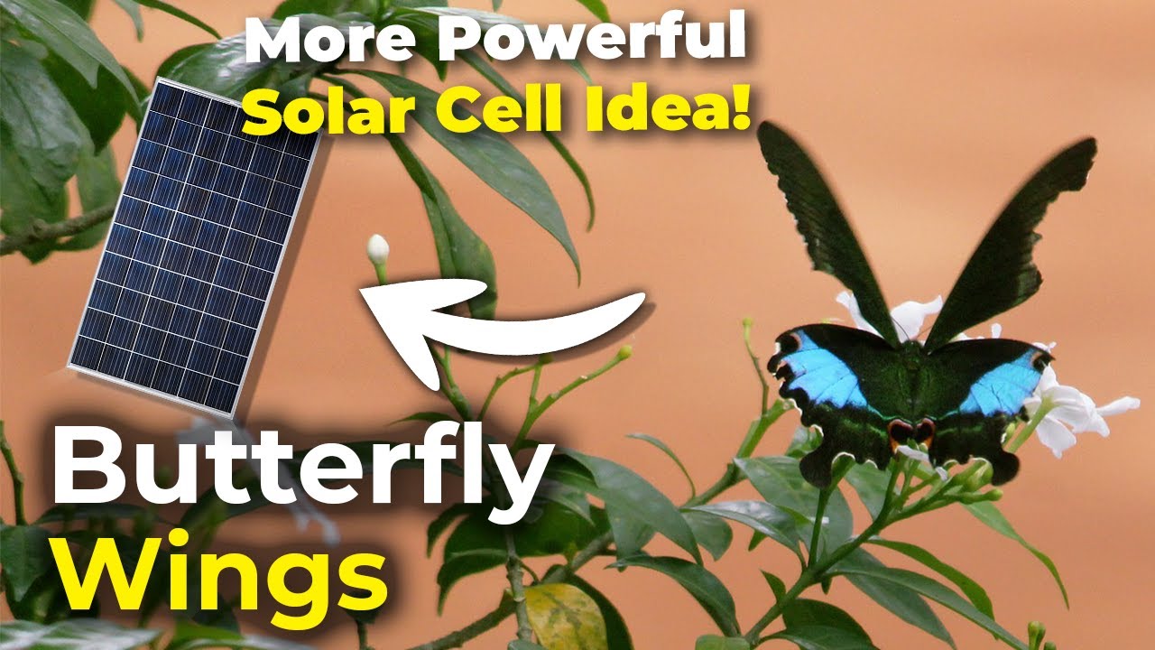 Butterfly Wing scales | More Powerful Solar Cell Idea!