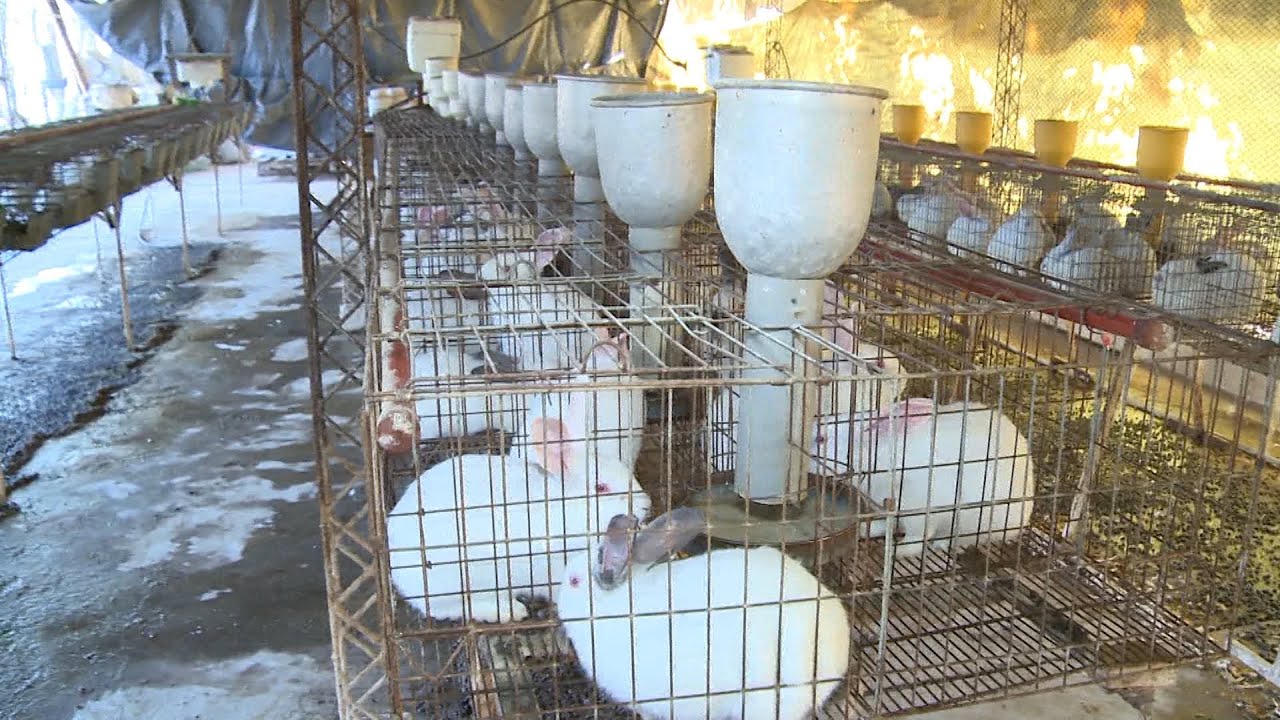 La cría de conejos crece en Mendoza