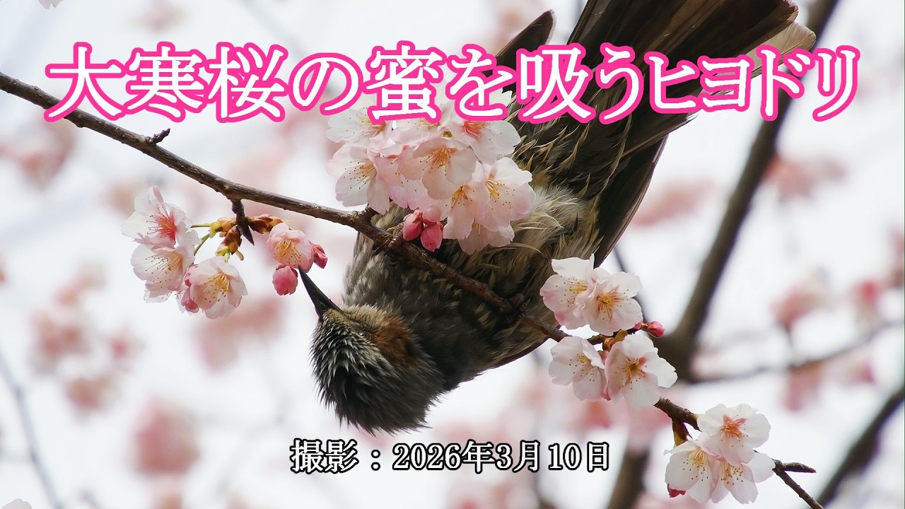 大寒桜の蜜を吸うヒヨドリ [4K] Brown-eared bulbul drinking nectar from the Okanzakura cherry blossoms