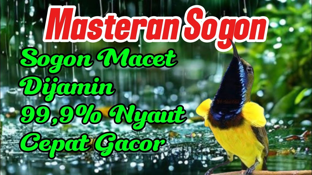 Sogon macet dijamin nyaut 99,9% Nyaut dan Cepat Gacor 