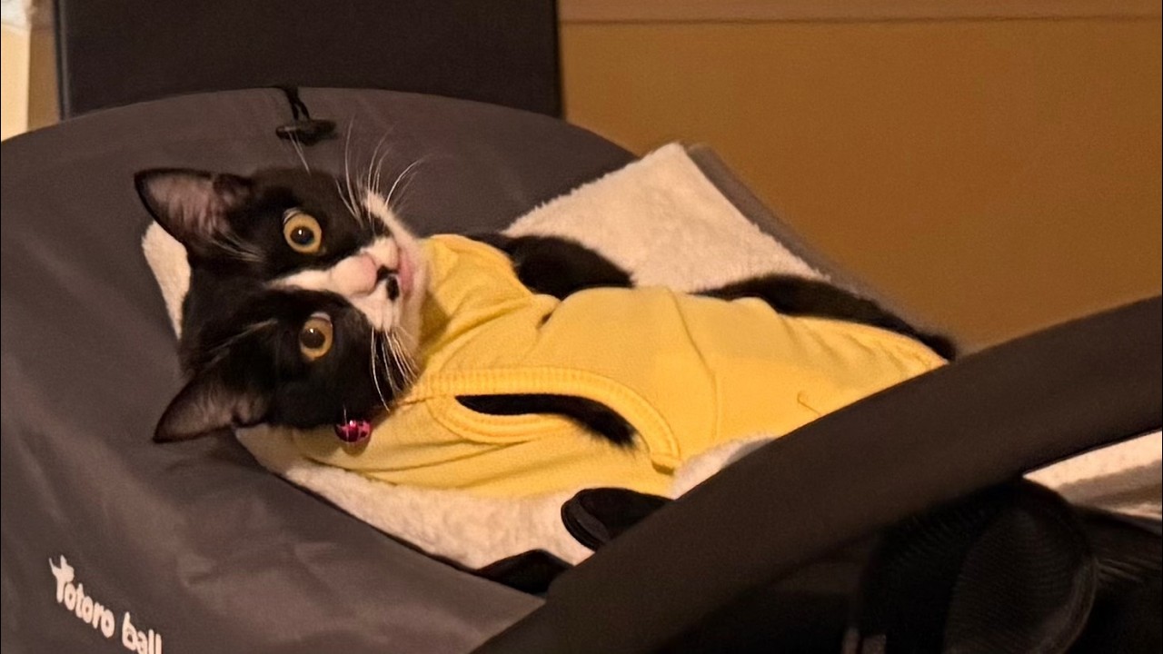 【こんな猫いる？】拾った猫を避妊手術に出した結果