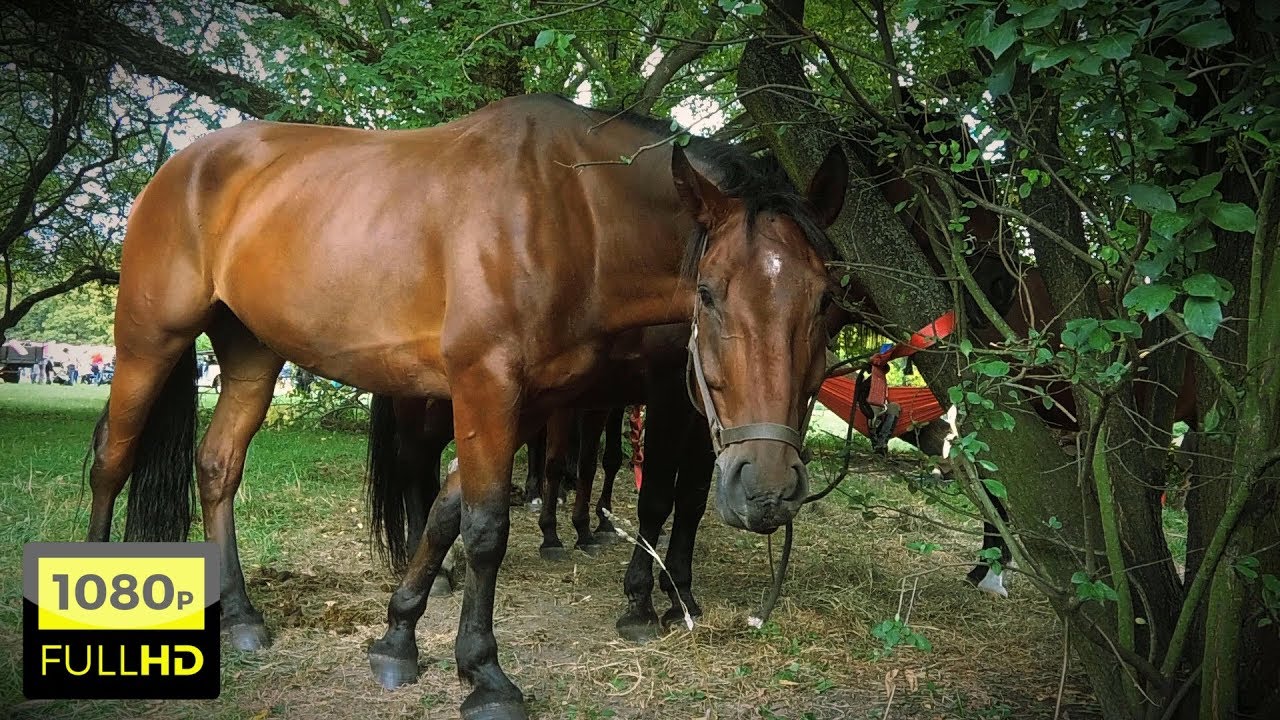 Horse - Short Video Full HD