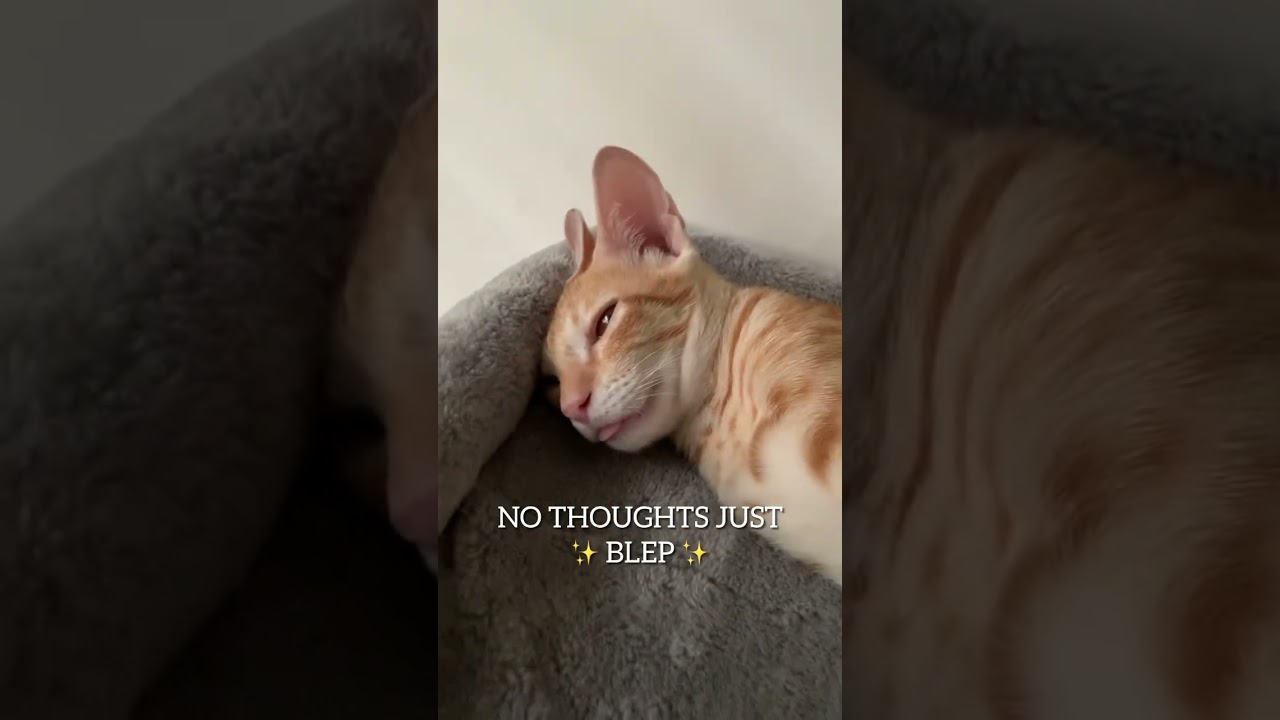 that little tongue has my heart #cat #funny #blep #tongue #cats