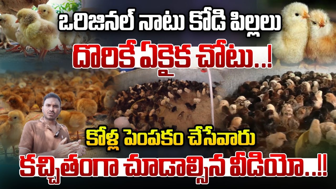 ఒరిజినల్ నాటు కోడి పిల్లలు  దొరికే ఏకైక చోటు | Chicken farmers Must watch video | Rythanna Nestam
