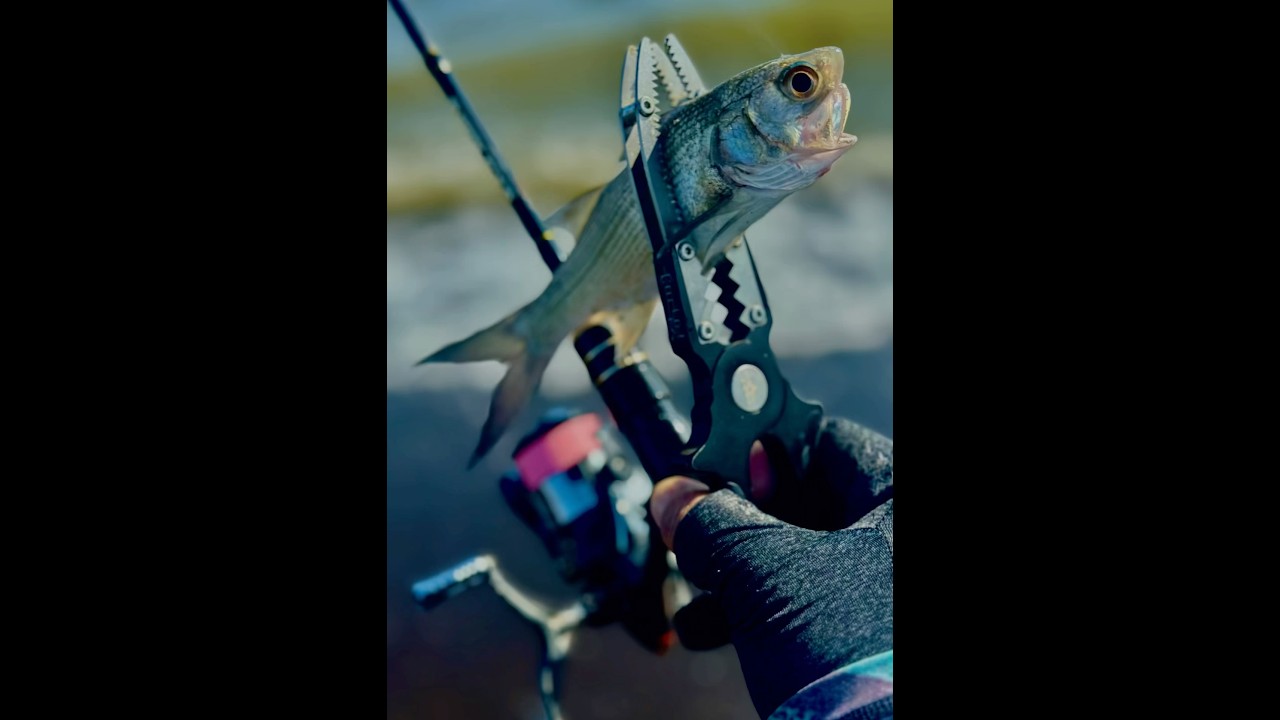 Threadfin salmon on softplastic lure #shorts #fishing #saltwater #shimano #thirty34four #lightgame