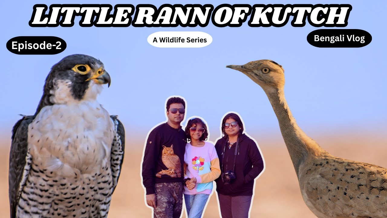 LITTLE RANN OF KUTCH I EPISODE-2 I MAQUEEN,S BUSTARD I PEREGRINE FALCON I DESERT FOX I DESERT DEN