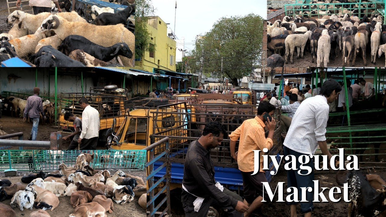 Jiyaguda Market Update  Full Details & Price's