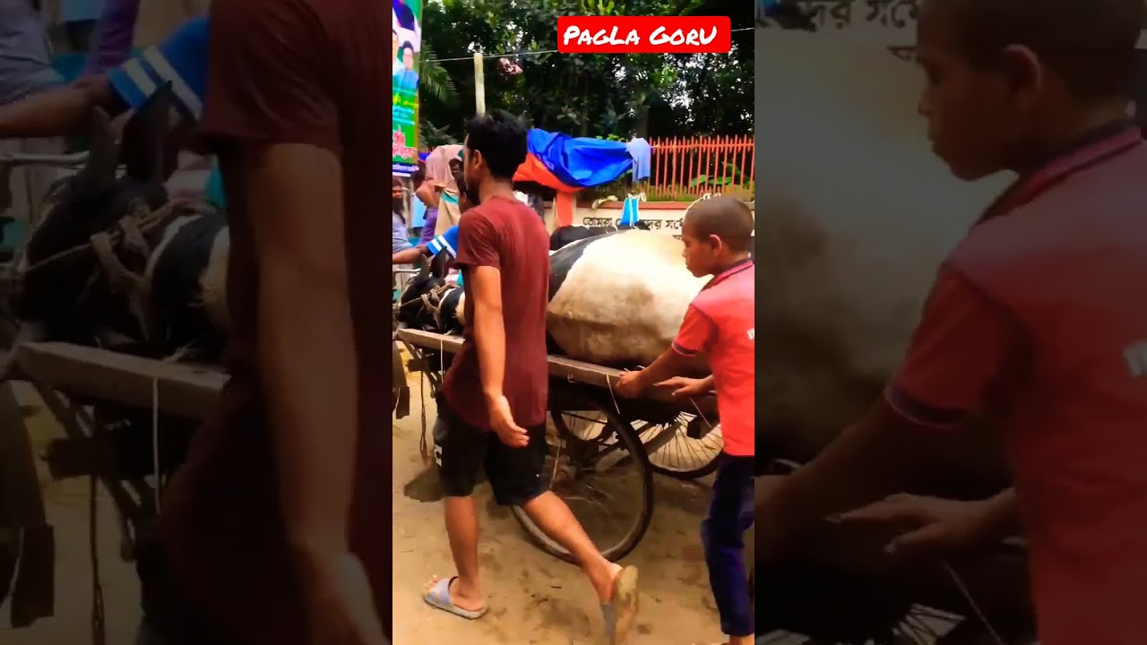 Big Austral Bull Death 2022😭😭| Heatstroke | #goru #gorupagla #cowvideos #paglagoru #cowdeath #shorts