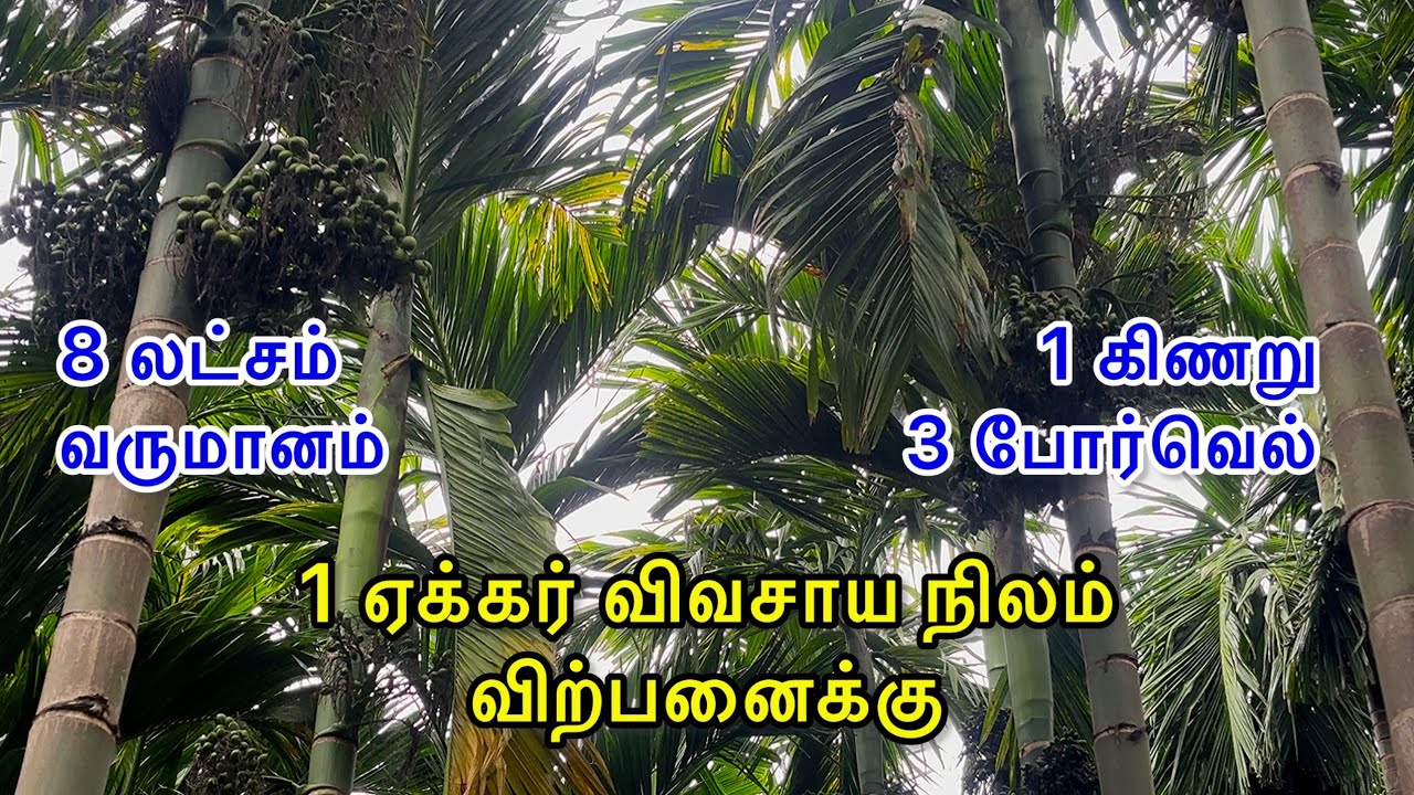 1 ஏக்கர் விவசாய நிலம் விற்பனைக்கு | agriculture | Farmland | All facilities land | land for sale