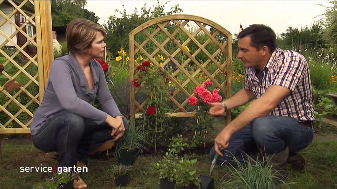 Gartenliebling Rosen! - service:garten - hr-fernsehen