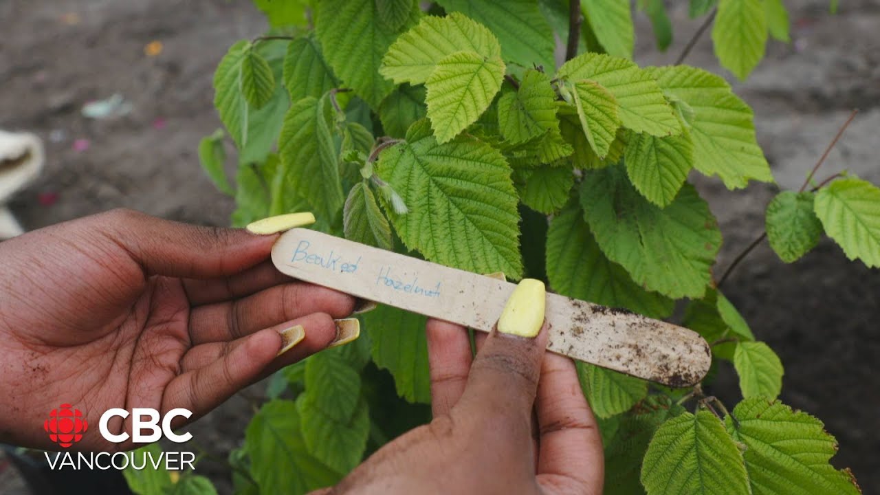 Cultivating Indigenous plants