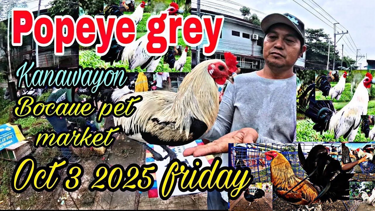 Popeye grey , kanawayon , Bocaue pet market Oct 3 2025 friday .