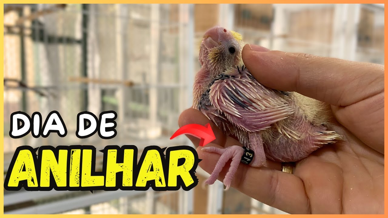 MUITOS FILHOTES DE CALOPSITA - DIA DE ANILHAR