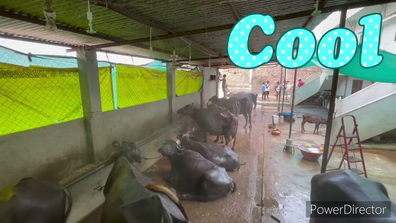 Full Automatic Fogger System For Dairy Farmers Only 🤨 5999 Rs