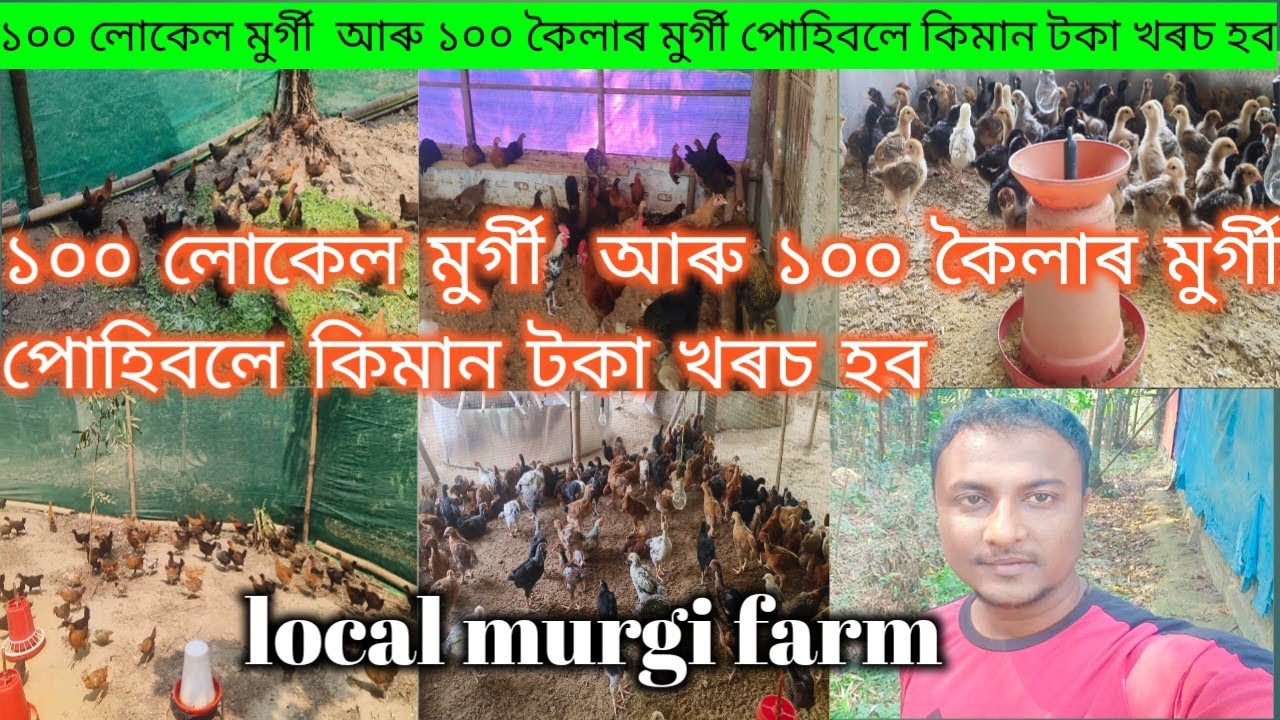 লোকেল মুৰ্গী /১০০ লোকেল মুৰ্গী  আৰু ১০০ কৈলাৰ মুৰ্গী পোহিবলে কিমান টকা খৰচ হব/S.K farm in assam