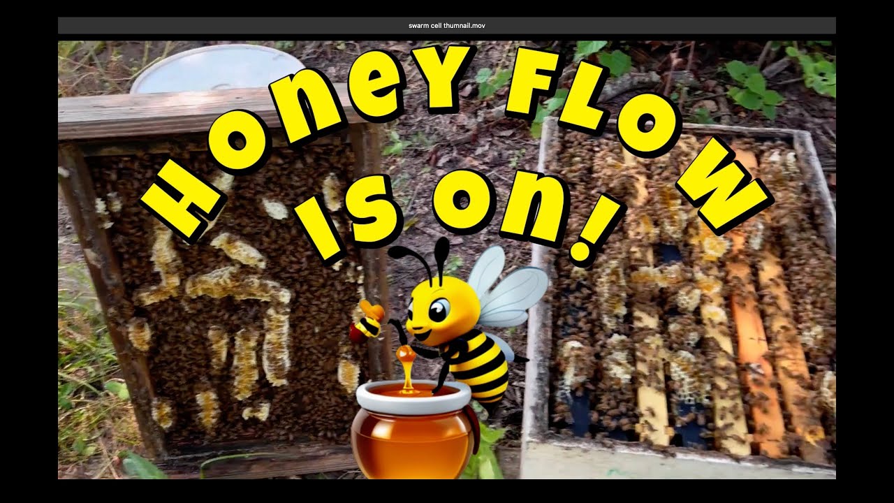 Are These Bees gonna make any Honey  #beekeeping #outdoors #farming