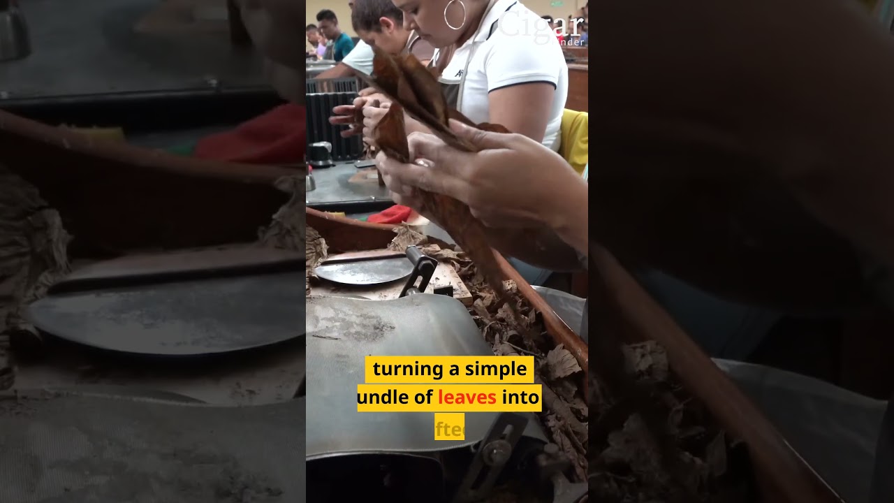 The Artful Process of Creating a Cigar! #Bunching #Torcedors #Twister #cigars #cigarfinder #funfacts