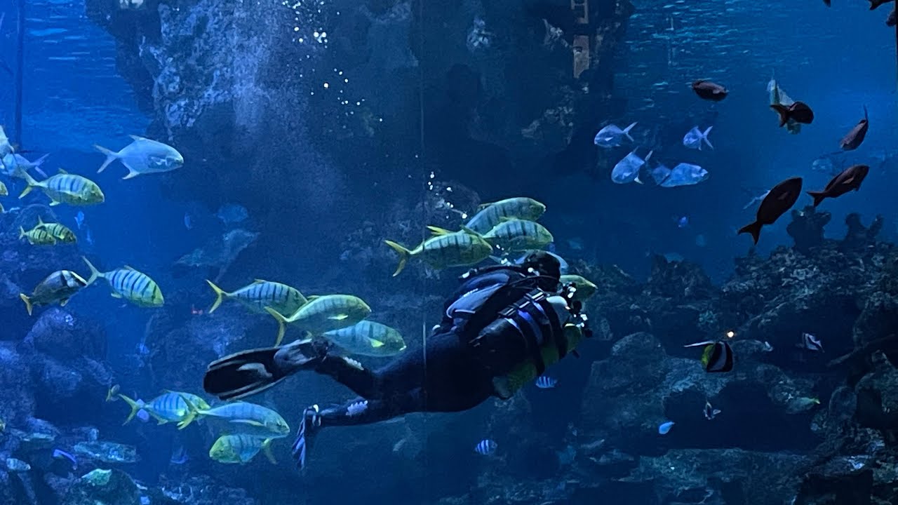 Exploring blue planet aquarium in UK || Shark tunnel || Bina’s world