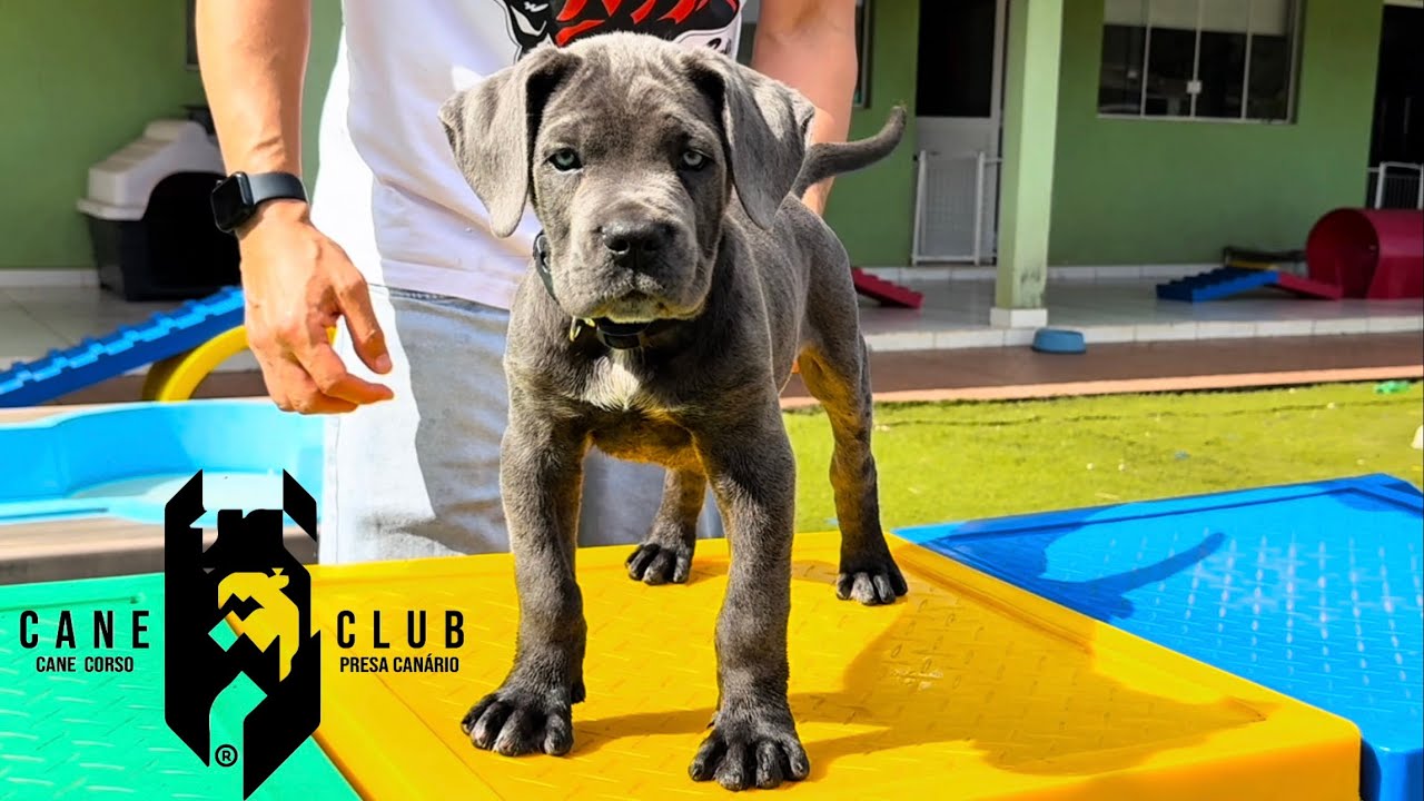 ERODES - MACHO CINZA DE CANE CORSO