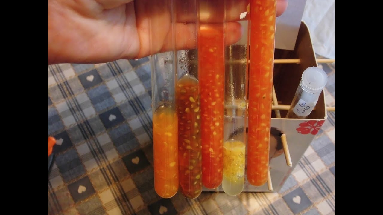 31. Fermenterte tomatfrø