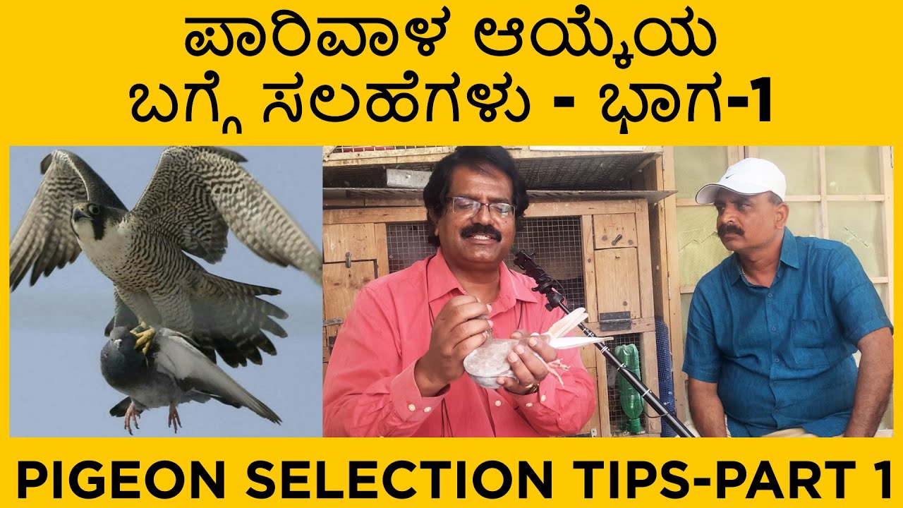 ಪಾರಿವಾಳ ಆಯ್ಕೆಯ ಬಗ್ಗೆ ಸಲಹೆಗಳು, ಭಾಗ-1 | Pigeon selection tips ,part 1