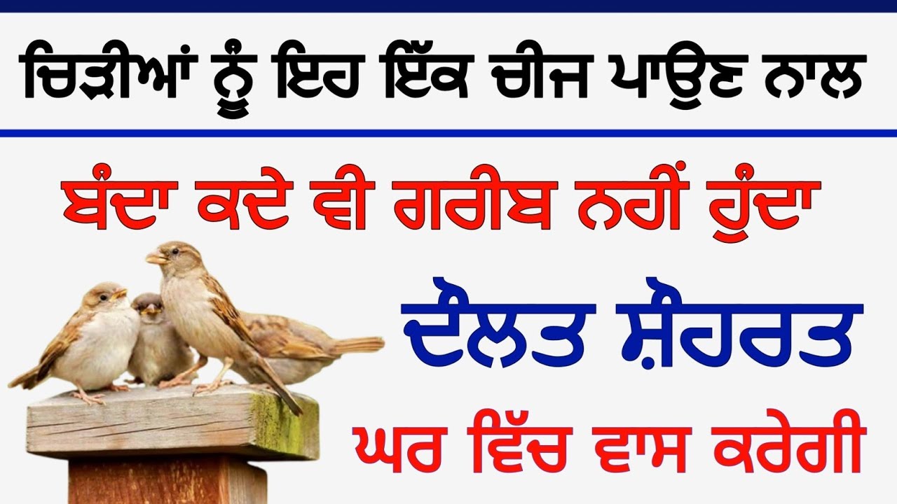 ਫਿਰ ਵੀ ਚਿੜੀਆਂ ਨੂੰ ਇਹ ਇੱਕ ਚੀਜ਼ ਪਾਉਣ ਨਾਲ ਬੰਦਾ ਕਦੇ ਵੀ ਗਰੀਬ ਨਹੀਂ ਹੁੰਦਾ ਦੌਲਤ ਸ਼ੋਹਰਤ ਘਰ ਵਿੱਚ ਵਾਸ ਕਰੇਗੀ 