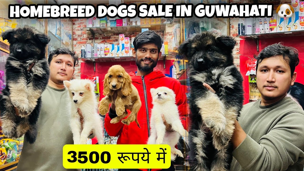 Homebreed Dogs Sale in Guwahati 🐶Starting Price 3500😱