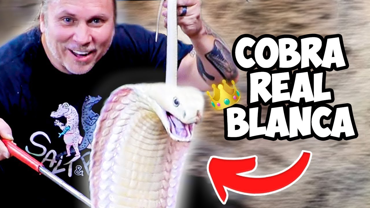 La Cobra Real Blanca más EXÓTICA del MUNDO 🌎