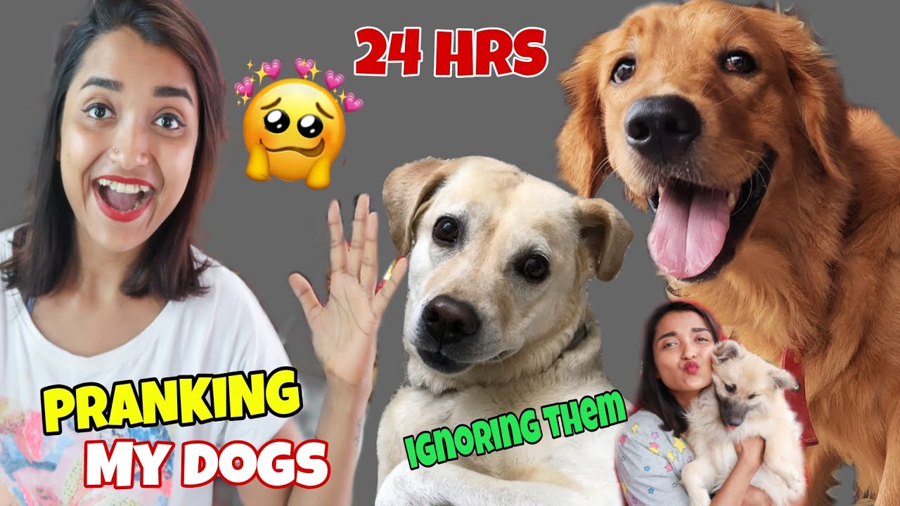 IGNORING My DOGS for 24 HOURS Challenge - Full Day PRANKING My Dogs - Funny PET REACTION India