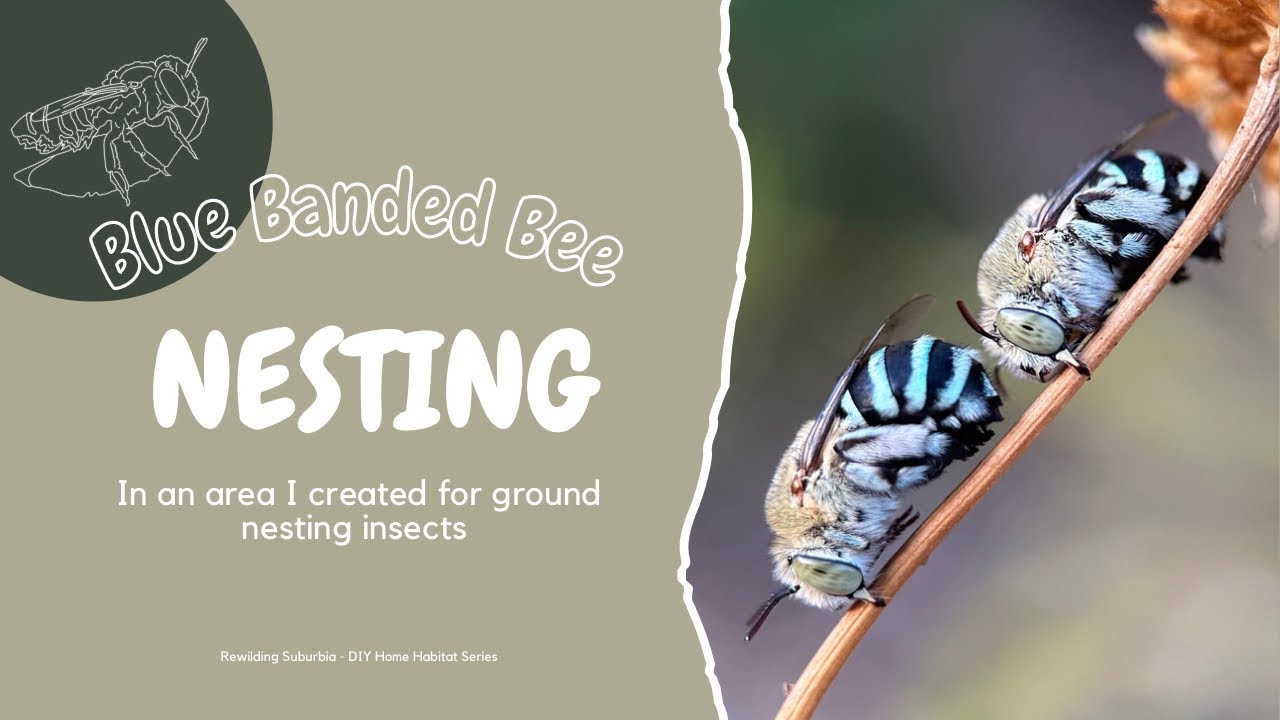 Blue banded bee nesting (Amegilla chlorocyanea)