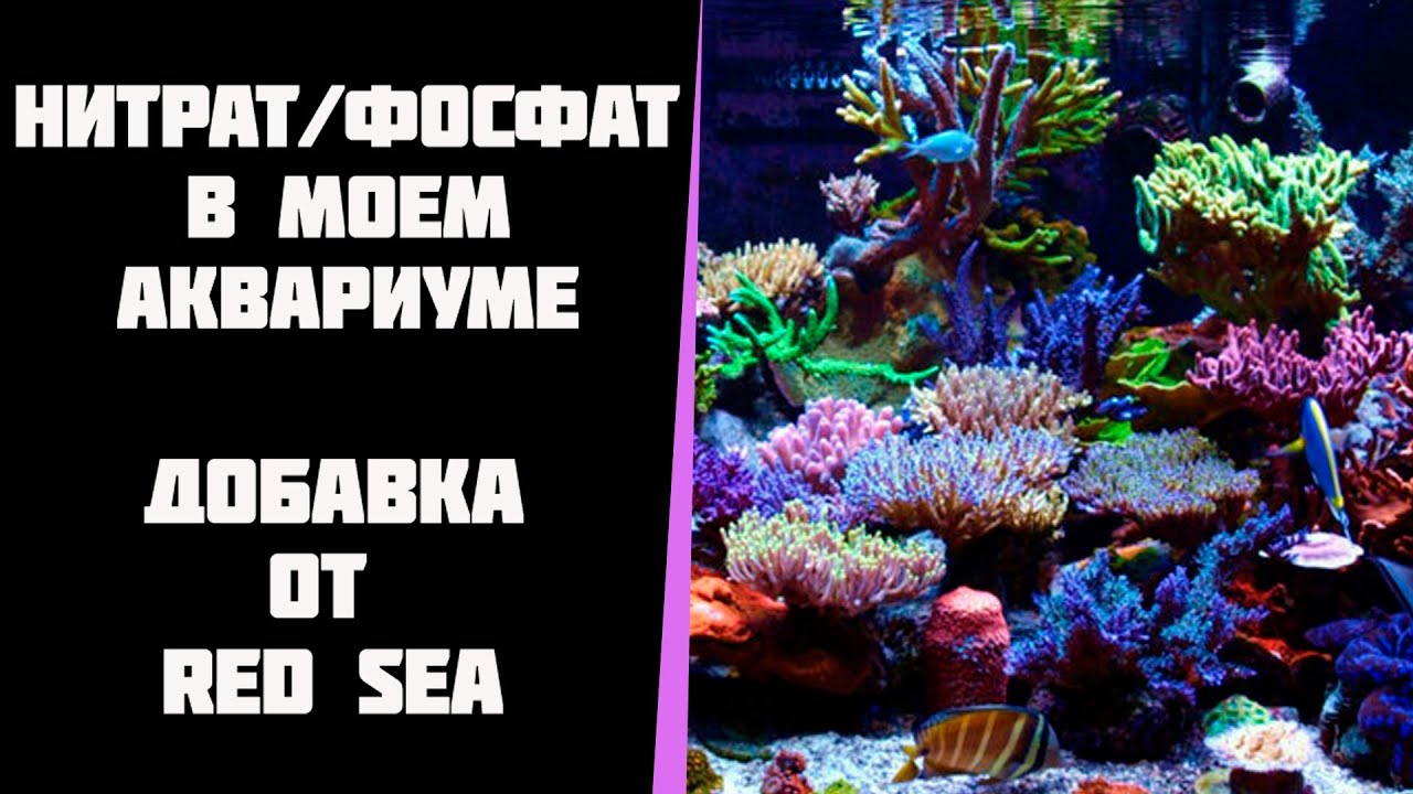 Нитрат и фосфат в моем морском аквариуме. Добавка red sea reef energy ab+.