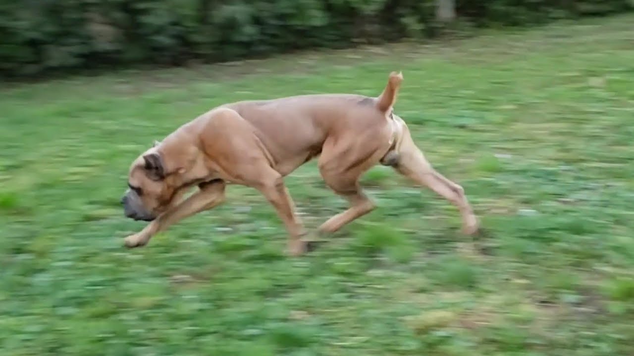 Sangue Magnifica kennel Tour in Croatia