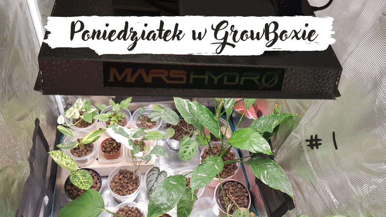 Poniedziałek w GrowBoxie #1 ( krótko o metodzie prysznicowej )