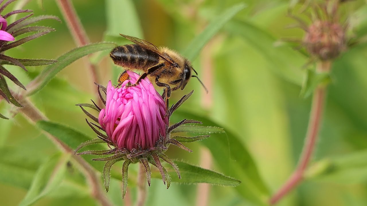 Optical zoom and i.Zoom shot on Lumix FZ2000 / FZ2500 / Bees and Flies on Pink Asters in Autumn / 4K