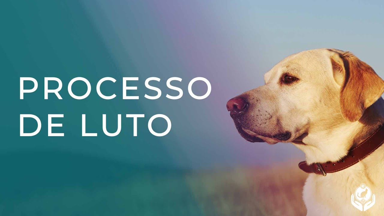COMO LIDAR COM O LUTO? E como a Comunicação Intuitiva Animal pode ajudar?