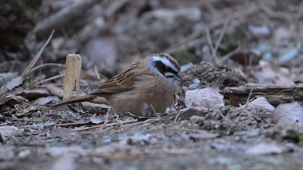 日本の風景kuni-hiro編集　再度山探鳥