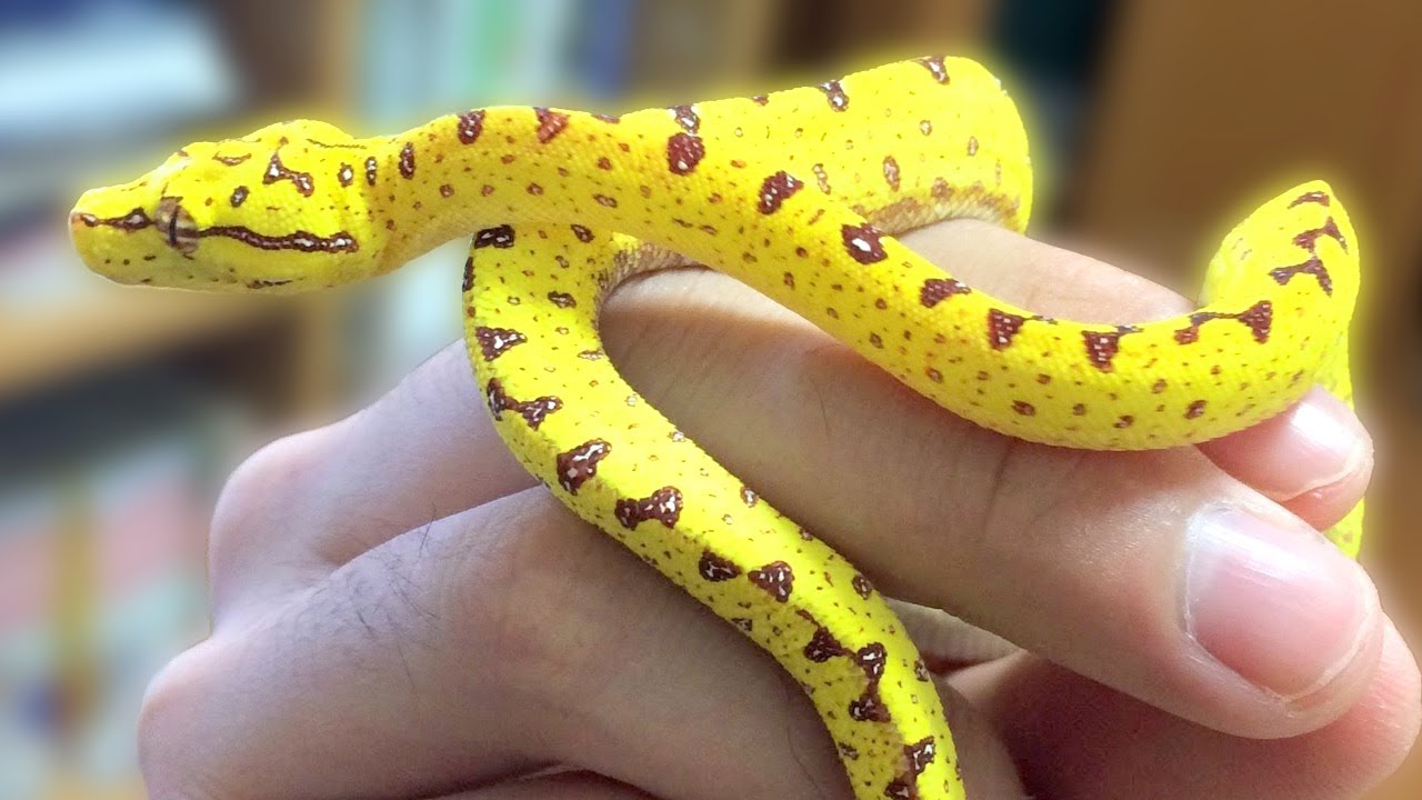 僕が一番最初に飼い始めた蛇は現在…