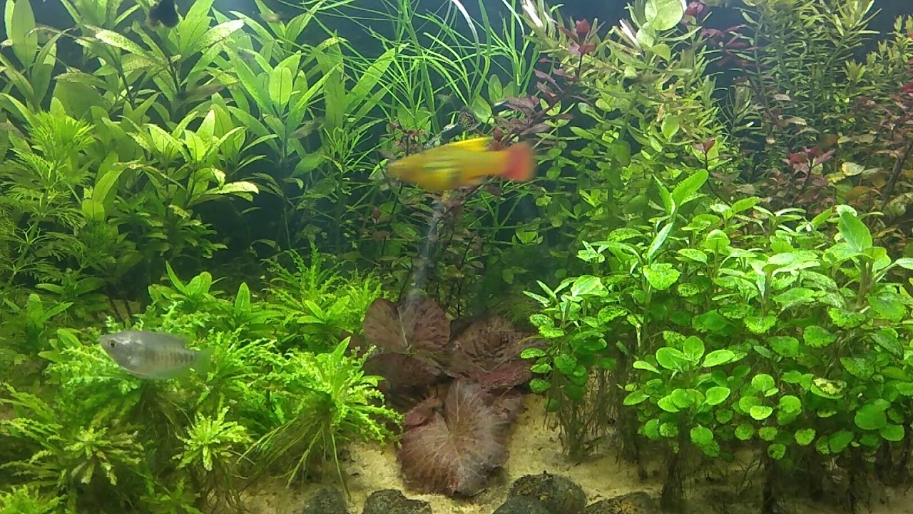 25. Sinice w akwarium.