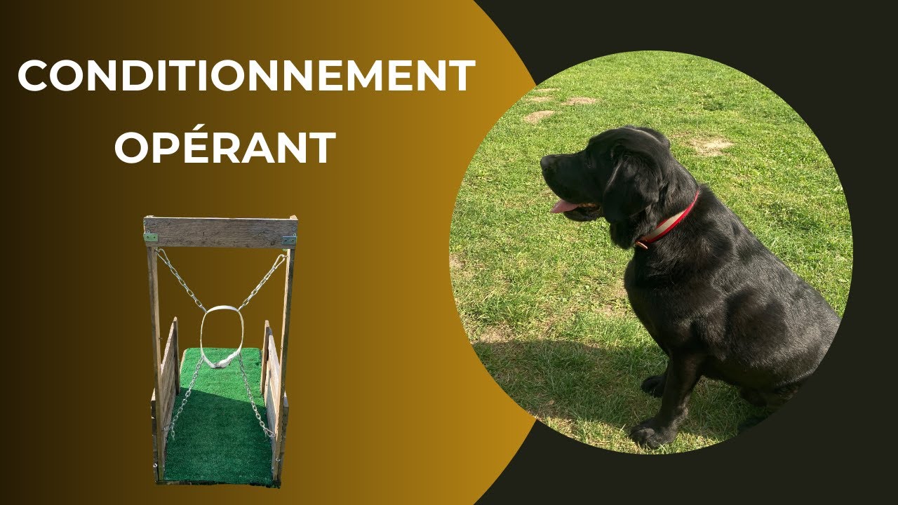 Démonstration du conditionnement opérant
