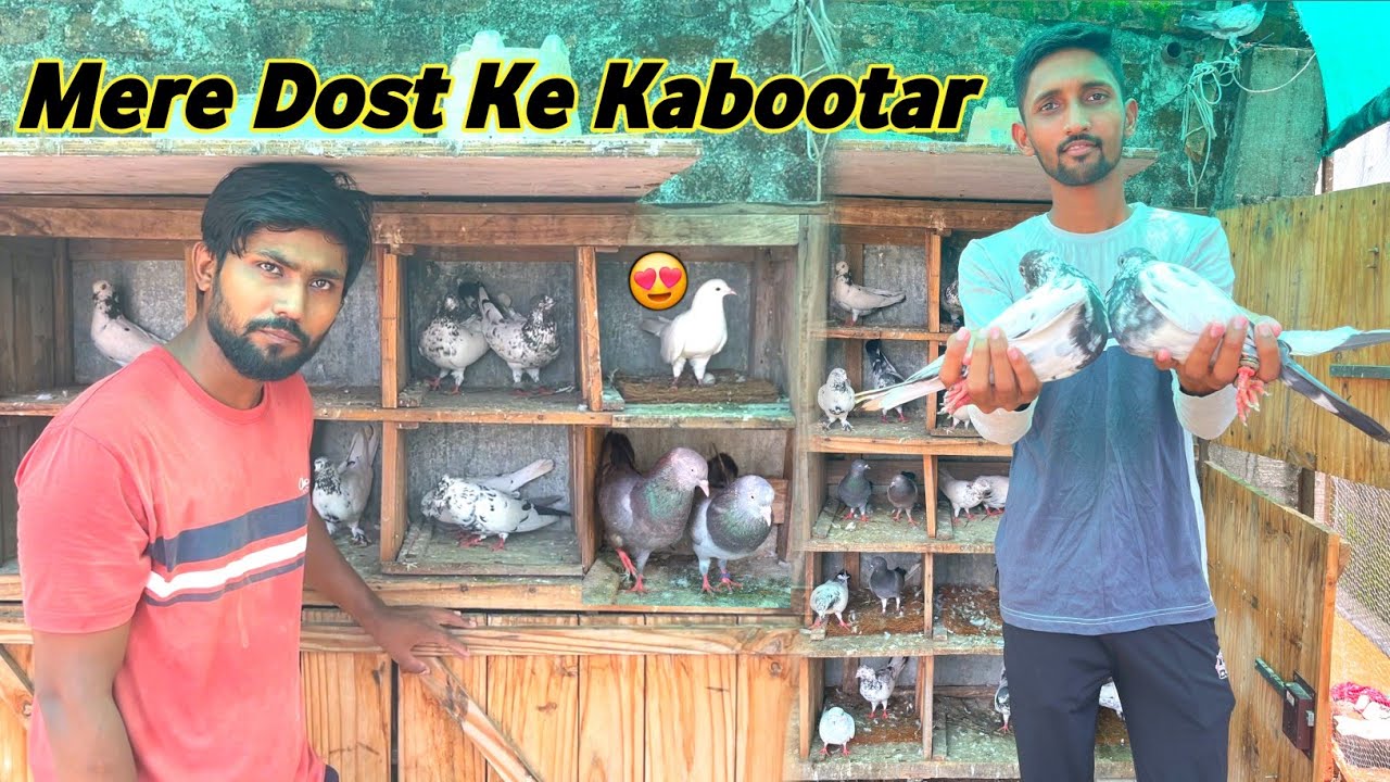 Mere Dost K Kabootar Ka Shauk😍