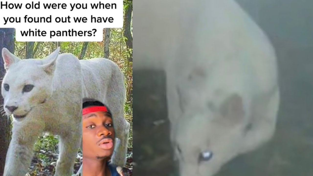 Meet the White Panther!