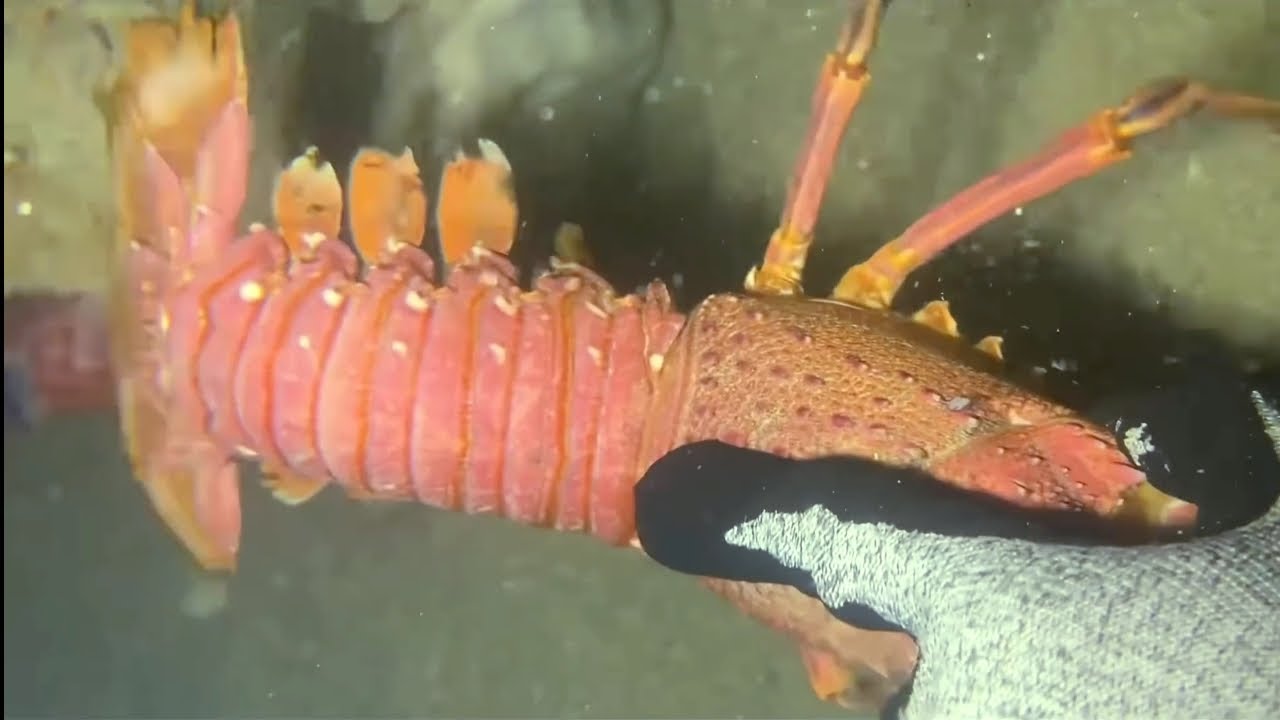 พี่ชายจับ กุ้งหอยปูปลา ในทะเล ep131