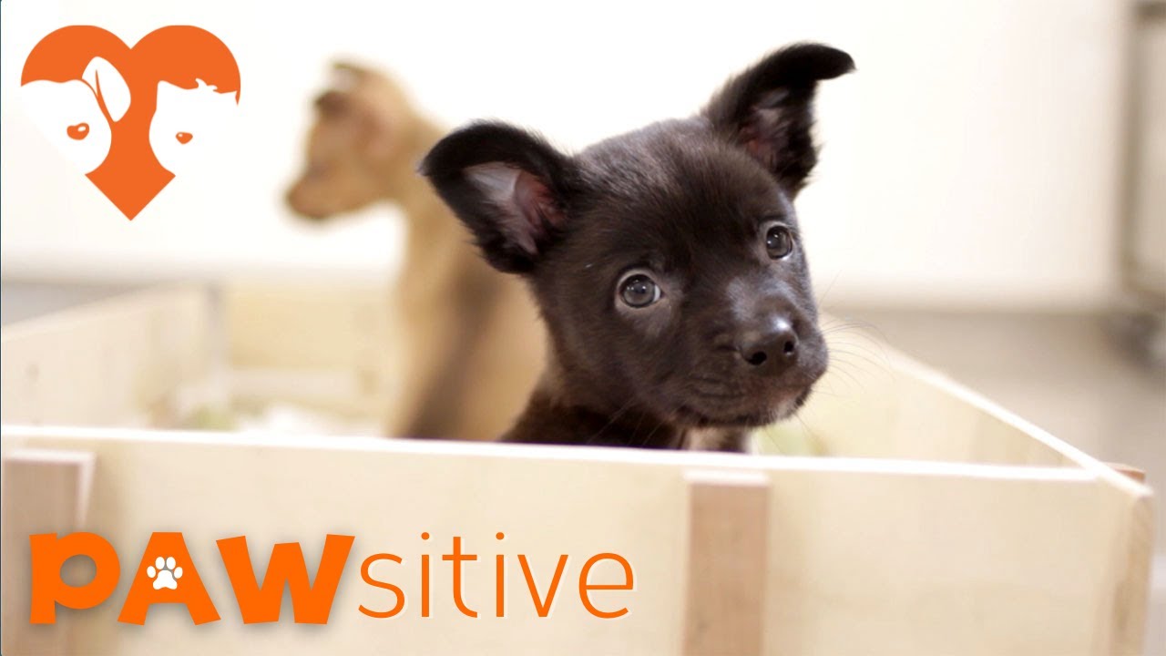 1 Minute of Cute Puppies Having A Playdate | PAWsitive 🧡