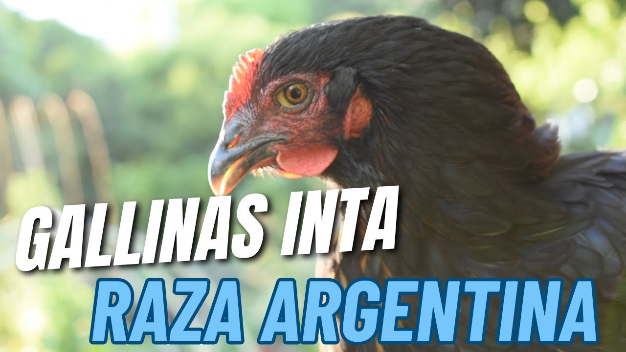 VLOG: NUESTRAS GALLINAS INTA (POLLITOS POR SIEMPRE!)