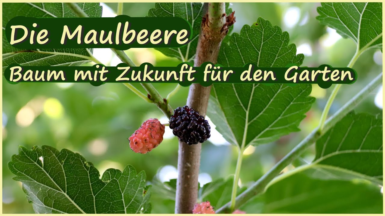 Die Maulbeere - Baum mit Zukunft für Hausgarten und Selbstversorgergarten