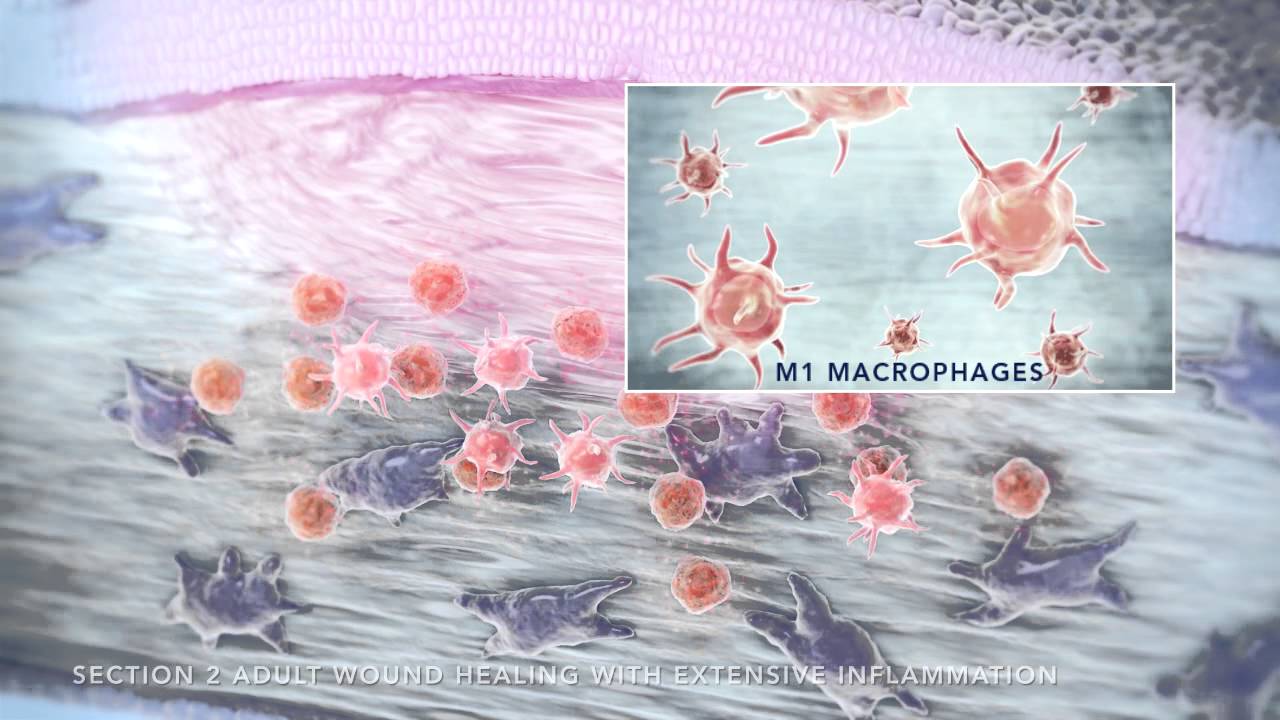 Bio-Tissue: Mechanism of Action